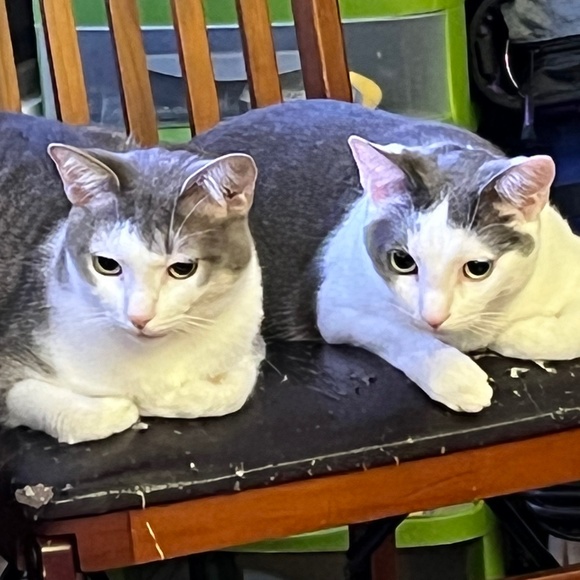 Meet your Posher, Mburkey2020 - Picture 1 of 15